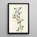 Fleur d'aronie rouge - Mary Vaux Walcott — quadro incorniciato alla parete