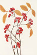 Fruit d'aronie rouge - Mary Vaux Walcott — vista dell’opera