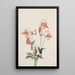 Ancolie rouge - Mary Vaux Walcott — quadro incorniciato alla parete