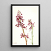 Dauphinelle rouge - Mary Vaux Walcott — quadro incorniciato alla parete