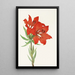 Lys rouge - Mary Vaux Walcott — quadro incorniciato alla parete