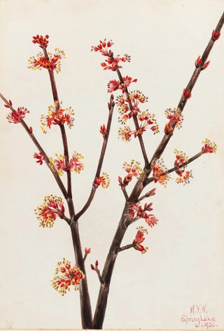 Mary Vaux Walcott - Red Maple Acer rubrum.webp
