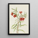 Mimule rosso - Mary Vaux Walcott — quadro incorniciato alla parete