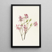 Rhodora canadien - Mary Vaux Walcott — quadro incorniciato alla parete