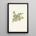 Salice delle rocce Salix petrophila - Mary Vaux Walcott — quadro incorniciato alla parete