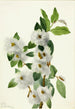 Saule des rochers Salix vestita - Mary Vaux Walcott — vista dell’opera