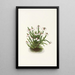 Cassiope des montagnes Rocheuses Cassiope mertensiana - Mary Vaux Walcott — quadro incorniciato alla parete
