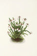 Cassiope des montagnes Rocheuses Cassiope mertensiana - Mary Vaux Walcott — vista dell’opera