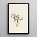 Kalmia des montagnes Rocheuses - Mary Vaux Walcott — quadro incorniciato alla parete