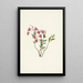 Kalmia des montagnes Rocheuses Kalmia microphylla - Mary Vaux Walcott — quadro incorniciato alla parete