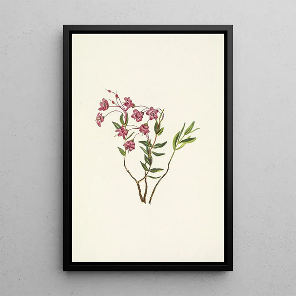Mary Vaux Walcott - Rocky Mountain Kalmia Kalmia microphylla.webp