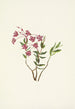 Kalmia des montagnes Rocheuses Kalmia microphylla - Mary Vaux Walcott — vista dell’opera