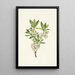 Rhododendron des montagnes Rocheuses Rhododendron albiflorum - Mary Vaux Walcott — quadro incorniciato alla parete