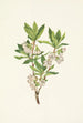 Rhododendron des montagnes Rocheuses Rhododendron albiflorum - Mary Vaux Walcott — vista dell’opera