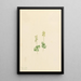 Twayblade des montagnes Rocheuses Ophrys necrophylla - Mary Vaux Walcott — quadro incorniciato alla parete