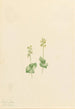 Twayblade des montagnes Rocheuses Ophrys necrophylla - Mary Vaux Walcott — vista dell’opera