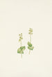 Twayblade des montagnes Rocheuses Ophrys nephrophylla - Mary Vaux Walcott — vista dell’opera