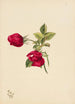 Rose - Mary Vaux Walcott — vista dell’opera