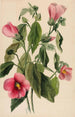 Gentiane rosa Sabbatia angularis - Mary Vaux Walcott — vista dell’opera