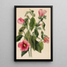 Gentiane rosa Sabbatia angularis - Mary Vaux Walcott — quadro incorniciato alla parete