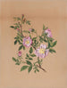 Rosa malva Hibiscus moscheutos - Mary Vaux Walcott — vista dell’opera