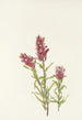 Castillieja rosa Castilleja pallida - Mary Vaux Walcott — vista dell’opera