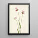 Pogonie rosa Pogonia ophioglossoides - Mary Vaux Walcott — quadro incorniciato alla parete