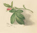 Rosebud - Mary Vaux Walcott — vista dell’opera