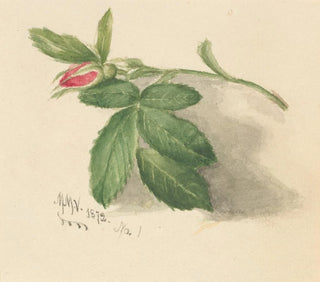 Mary Vaux Walcott - Rosebud.webp