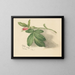 Rosebud - Mary Vaux Walcott — quadro incorniciato alla parete
