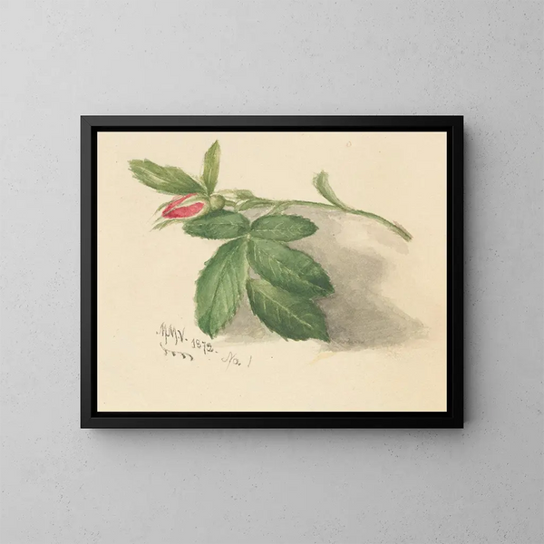 Rosebud - Mary Vaux Walcott — quadro incorniciato alla parete