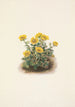Potentille en rosette Potentilia uniflora - Mary Vaux Walcott — vista dell’opera