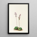 Orchis à feuilles rondes Orchis rotundifolia - Mary Vaux Walcott — quadro incorniciato alla parete