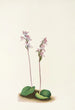 Orchis à feuilles rondes Orchis rotundifolia - Mary Vaux Walcott — vista dell’opera