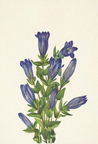 Mary Vaux Walcott - Ruff Gentian Gentiana calycosa.webp