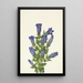 Gentiane à collerette Gentiana calycosa - Mary Vaux Walcott — quadro incorniciato alla parete
