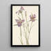 Mariposa à armoise Calochortus macrocarpus - Mary Vaux Walcott — quadro incorniciato alla parete