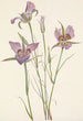 Mariposa à armoise Calochortus macrocarpus - Mary Vaux Walcott — vista dell’opera