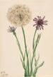 Salsifis Tragopogon porrifolius - Mary Vaux Walcott — vista dell’opera