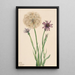 Salsifis Tragopogon porrifolius - Mary Vaux Walcott — quadro incorniciato alla parete
