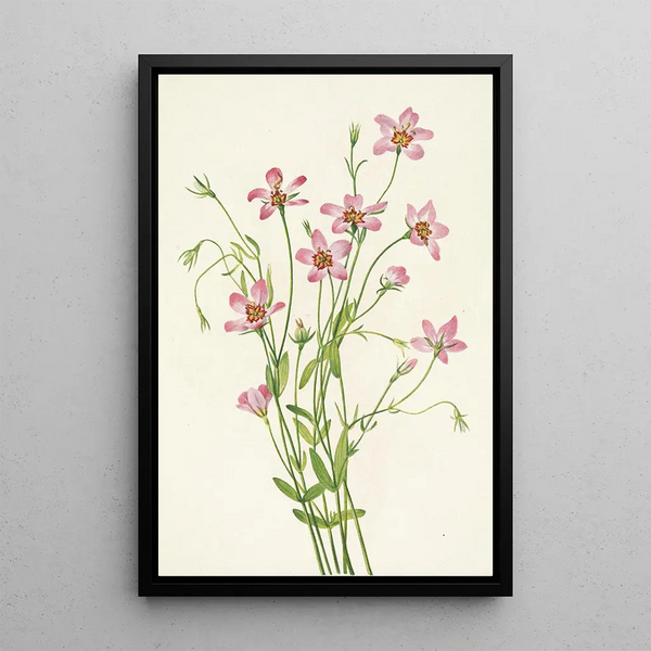 Mary Vaux Walcott - Saltmarsh Rosegentian Sabbatia stellaris.webp