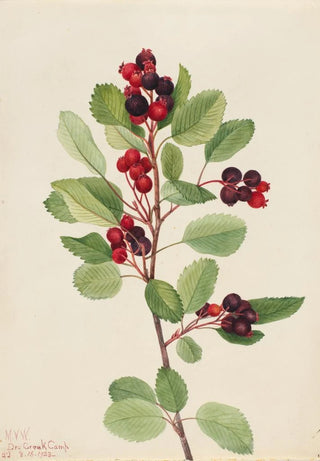Mary Vaux Walcott - Saskatoon Amelanchier alnifolia.webp