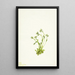 Saxifrage Saxifraga caespitosa - Mary Vaux Walcott — quadro incorniciato alla parete