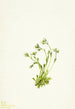 Saxifrage Saxifraga caespitosa - Mary Vaux Walcott — vista dell’opera