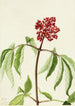Sureau écarlate Sambucus pubens - Mary Vaux Walcott — vista dell’opera