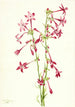 Gilia écarlate Gilia aggregata - Mary Vaux Walcott — vista dell’opera