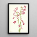 Gilia écarlate Gilia aggregata - Mary Vaux Walcott — quadro incorniciato alla parete