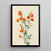 Mauve globe écarlate Sphaeralcea grossulariaefolia - Mary Vaux Walcott — quadro incorniciato alla parete