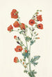 Mauve globe écarlate Sphaeralcea grossulariaefolia - Mary Vaux Walcott — vista dell’opera
