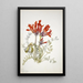Loco écarlate Astragalus coccineus - Mary Vaux Walcott — quadro incorniciato alla parete